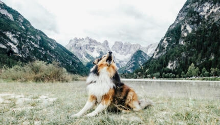 photograph of a howling dog