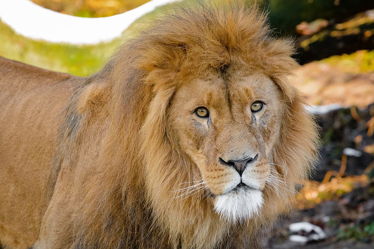 Photo of an African lion