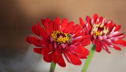 close up of flowers and a bee