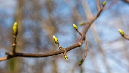 fresh buds in springf