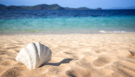 White seashell on a sunny tropical beach. Outdoor photo