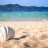 White seashell on a sunny tropical beach. Outdoor photo