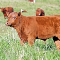 "Profile image of a red angus bull calf, free range grazing. Additional cattle in the background."