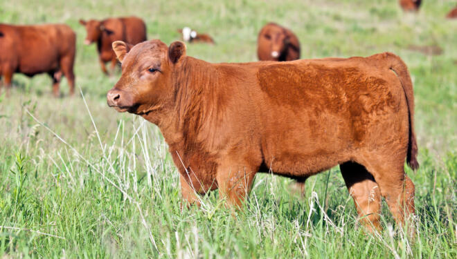"Profile image of a red angus bull calf, free range grazing. Additional cattle in the background."