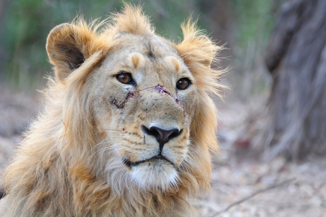Photo of a lion with a scar on its face.