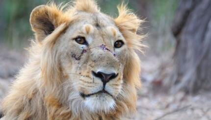 Photo of a lion with a scar on its face.