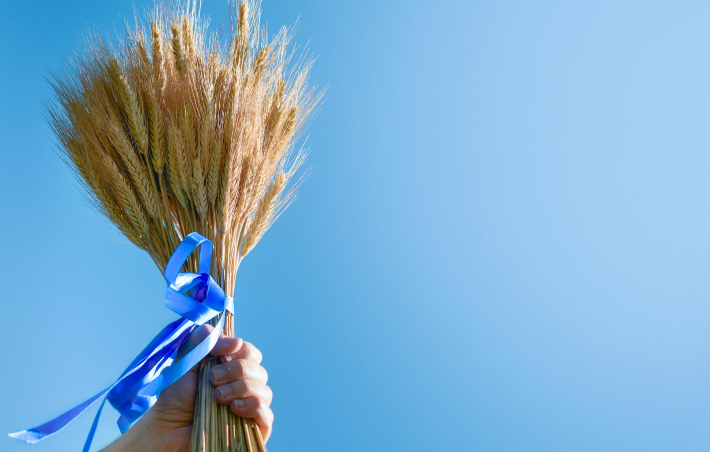 Shavuot jewish holiday celebration. Ripe bouquet of wheat with blue ribbon hold by male hand on blue summer sky backgrounds. Symbols of jewish holiday Shavuot. Shavuot Jewish Holidays concept. Mock up