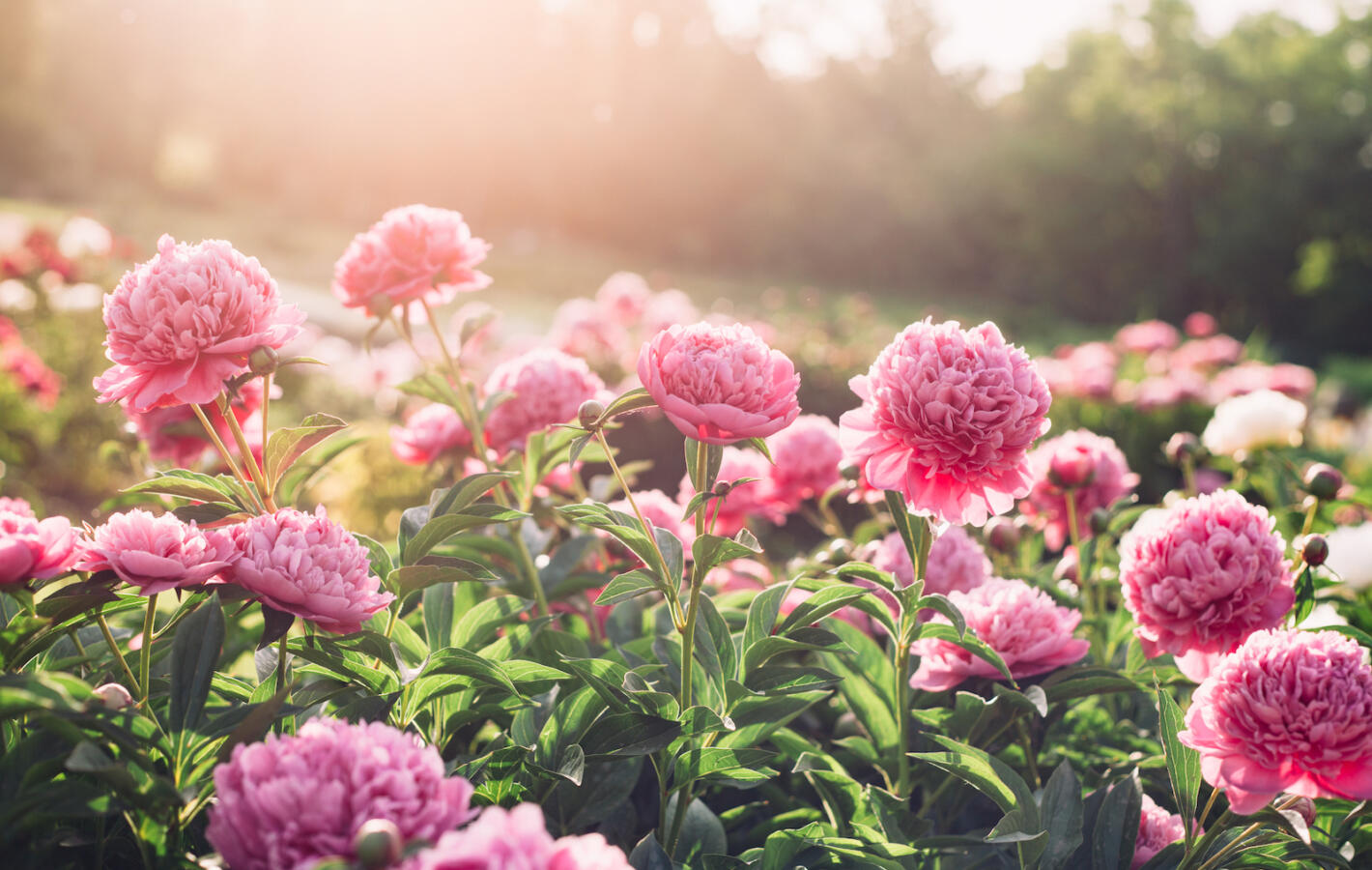 Beautiful pink peony flowers in the summer garden in sunny day, floral background