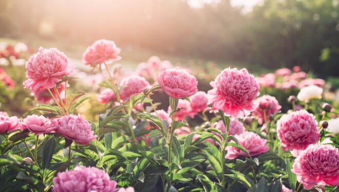 Beautiful pink peony flowers in the summer garden in sunny day, floral background