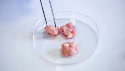 Close up view of cultivated meat samples being picked with a pair of precision tweezers