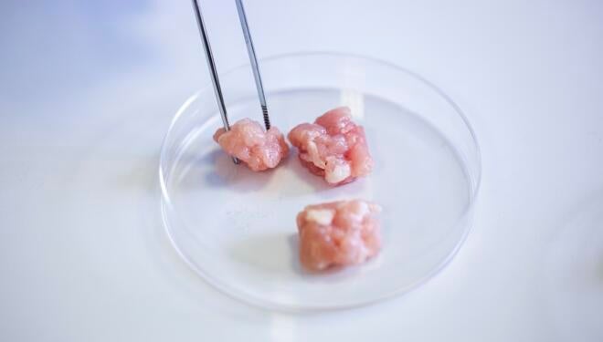 Close up view of cultivated meat samples being picked with a pair of precision tweezers
